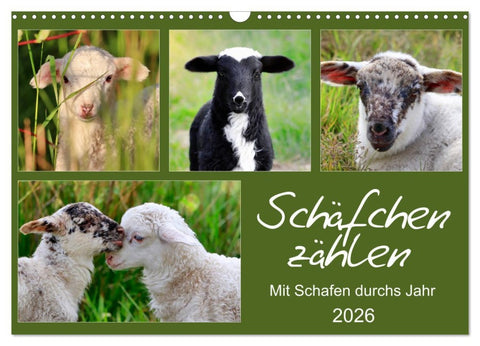 Schäfchen zählen - Mit Schafen durchs Jahr (Wandkalender 2026 DIN A3 quer), CALVENDO Monatskalender