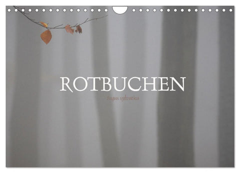 Rotbuchen (Wandkalender 2026 DIN A4 quer), CALVENDO Monatskalender