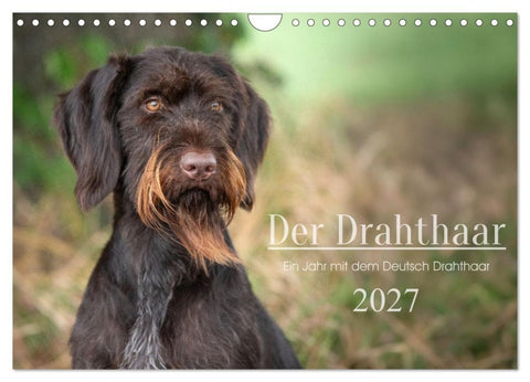 Der Drahthaar (Wandkalender 2027 DIN A4 quer), CALVENDO Monatskalender