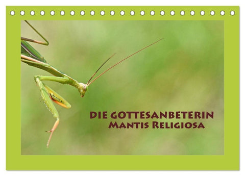 Die Gottesanbeterin Mantis Religiosa (Tischkalender 2027 DIN A5 quer), CALVENDO Monatskalender