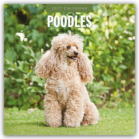 Poodles – Pudel 2027 – 16-Monatskalender