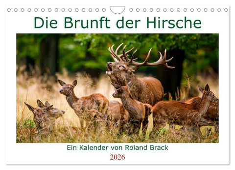 Die Brunft der Hirsche (Wandkalender 2026 DIN A4 quer), CALVENDO Monatskalender