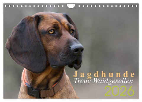 Jagdhunde - Treue Waidgesellen (Wandkalender 2026 DIN A4 quer), CALVENDO Monatskalender