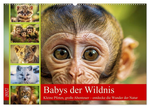 Babys der Wildnis (Wandkalender 2027 DIN A2 quer), CALVENDO Monatskalender
