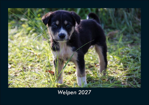 Welpen 2027 Fotokalender DIN A5