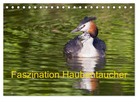Faszination Haubentaucher (Tischkalender 2026 DIN A5 quer), CALVENDO Monatskalender