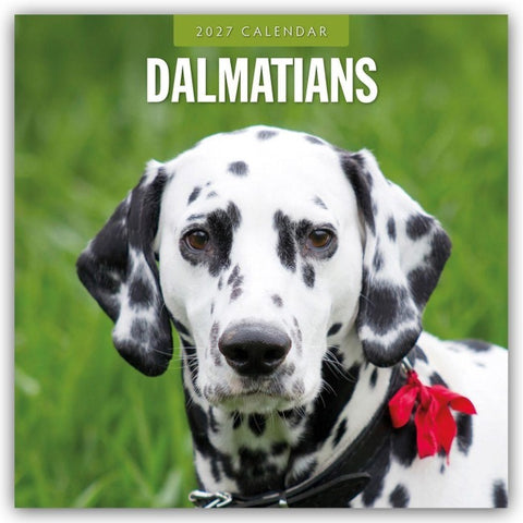 Dalmatians – Dalmatiner 2027 – 16-Monatskalender