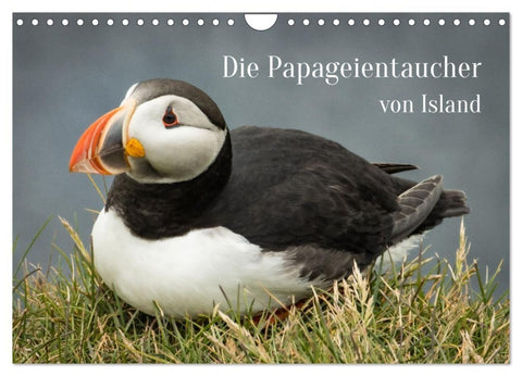 Die Papageientaucher von Island (Wandkalender 2027 DIN A4 quer), CALVENDO Monatskalender