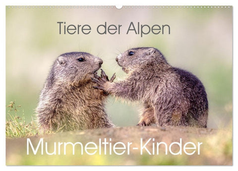 Tiere der Alpen - Murmeltier-Kinder (Wandkalender 2027 DIN A2 quer), CALVENDO Monatskalender