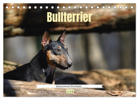 Bullterrier, liebenswerte Sturköpfe (Tischkalender 2027 DIN A5 quer), CALVENDO Monatskalender