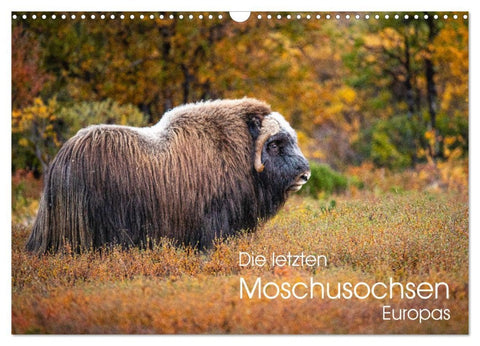 Die letzten Moschusochsen Europas (Wandkalender 2026 DIN A3 quer), CALVENDO Monatskalender