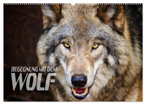 Begegnung mit dem Wolf (Wandkalender 2027 DIN A2 quer), CALVENDO Monatskalender
