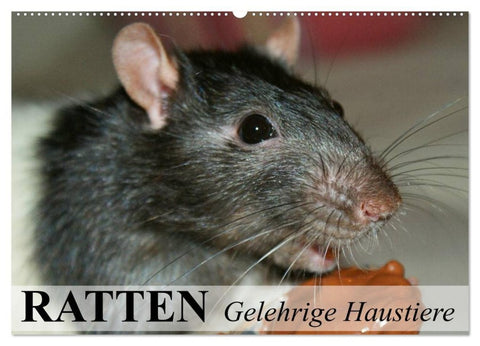 Ratten - Gelehrige Haustiere (Wandkalender 2027 DIN A2 quer), CALVENDO Monatskalender