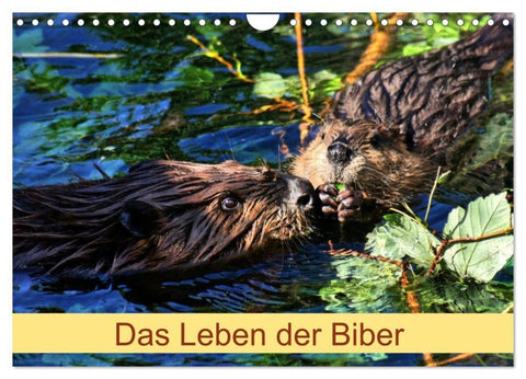 Das Leben der Biber (Wandkalender 2027 DIN A4 quer), CALVENDO Monatskalender