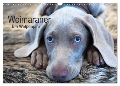 Weimaraner - Ein Welpenjahr (Wandkalender 2027 DIN A3 quer), CALVENDO Monatskalender