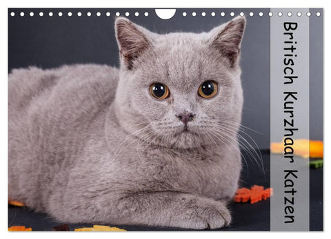 Britisch Kurzhaar Katzen (Wandkalender 2026 DIN A4 quer), CALVENDO Monatskalender
