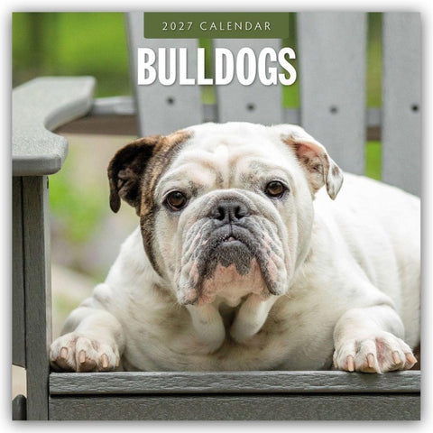 Bulldogs – Bulldoggen 2027 – 16-Monatskalender