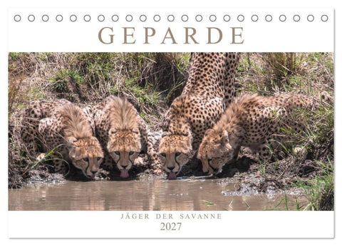 Geparde - Jäger der Savanne (Tischkalender 2027 DIN A5 quer), CALVENDO Monatskalender