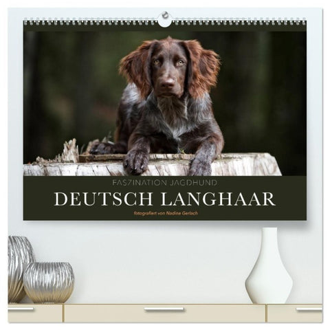 Faszination Jagdhund - Deutsch Langhaar (hochwertiger Premium Wandkalender 2027 DIN A2 quer), Kunstdruck in Hochglanz