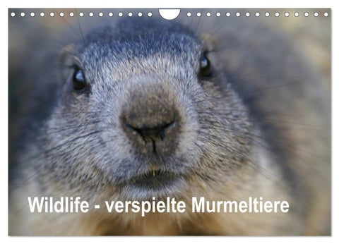Wildlife - Verspielte Murmeltiere (Wandkalender 2027 DIN A4 quer), CALVENDO Monatskalender