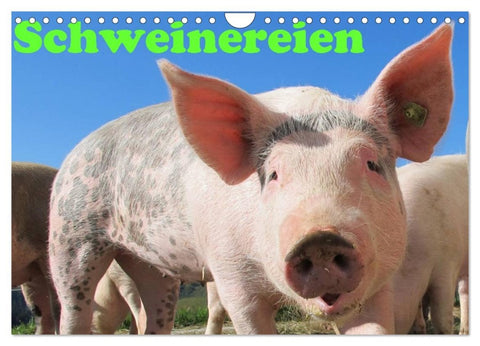 Schweinereien (Wandkalender 2026 DIN A4 quer), CALVENDO Monatskalender