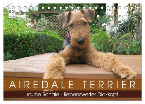 Airedale Terrier (Tischkalender 2027 DIN A5 quer), CALVENDO Monatskalender