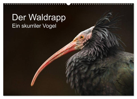 Der Waldrapp - Ein skurriler Vogel (Wandkalender 2026 DIN A2 quer), CALVENDO Monatskalender