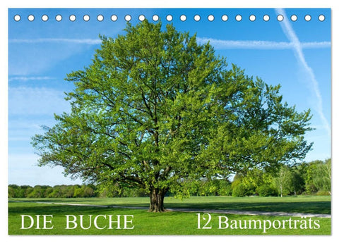 Die Buche: 12 Baumporträts (Tischkalender 2026 DIN A5 quer), CALVENDO Monatskalender