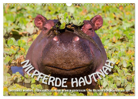 Emotionale Momente: Nilpferde hautnah (Wandkalender 2026 DIN A3 quer), CALVENDO Monatskalender