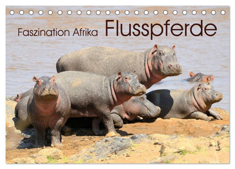 Faszination Afrika: Flusspferde (Tischkalender 2026 DIN A5 quer), CALVENDO Monatskalender
