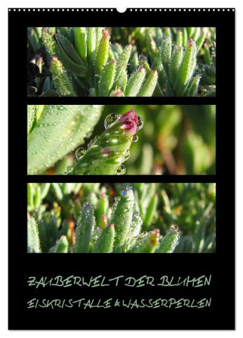 ZAUBERWELT DER BLUMEN - EISKRISTALLE & WASSERPERLEN (Wandkalender 2026 DIN A2 hoch), CALVENDO Monatskalender