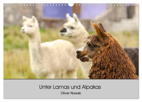 Unter Lamas und Alpakas (Wandkalender 2027 DIN A3 quer), CALVENDO Monatskalender