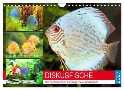 Diskusfische. Die bezaubernden Lieblinge vieler Aquarianer (Wandkalender 2027 DIN A4 quer), CALVENDO Monatskalender