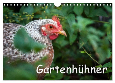 Gartenhühner (Wandkalender 2027 DIN A4 quer), CALVENDO Monatskalender