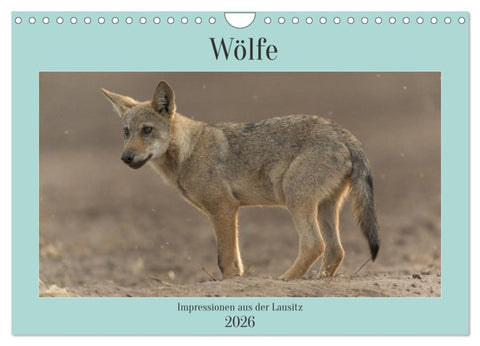 Wölfe, Impressionen aus der Lausitz (Wandkalender 2026 DIN A4 quer), CALVENDO Monatskalender