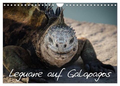 Leguane auf Galapagos (Wandkalender 2026 DIN A4 quer), CALVENDO Monatskalender