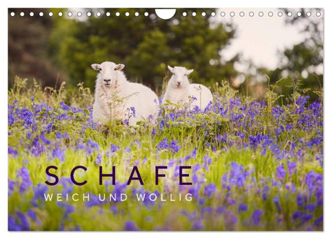 Schafe - Weich und wollig (Wandkalender 2027 DIN A4 quer), CALVENDO Monatskalender