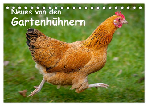 Neues von den Gartenhühnern (Tischkalender 2026 DIN A5 quer), CALVENDO Monatskalender