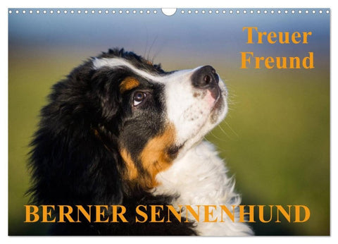 Treuer Freund Berner Sennenhund (Wandkalender 2027 DIN A3 quer), CALVENDO Monatskalender