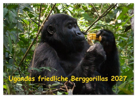 Ugandas friedliche Berggorillas (Wandkalender 2027 DIN A2 quer), CALVENDO Monatskalender