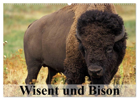 Wisent und Bison (Wandkalender 2026 DIN A2 quer), CALVENDO Monatskalender