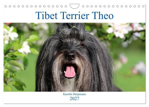 Tibet Terrier Theo (Wandkalender 2027 DIN A4 quer), CALVENDO Monatskalender