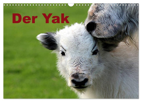 Der Yak (Wandkalender 2026 DIN A3 quer), CALVENDO Monatskalender