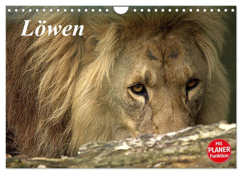 Löwen (Wandkalender 2026 DIN A4 quer), CALVENDO Monatskalender