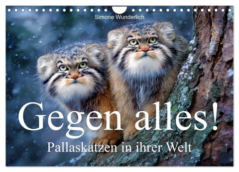 Gegen alles! - Pallaskatzen in ihrer Welt (Wandkalender 2027 DIN A4 quer), CALVENDO Monatskalender