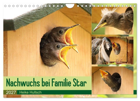 Nachwuchs bei Familie Star (Wandkalender 2027 DIN A4 quer), CALVENDO Monatskalender