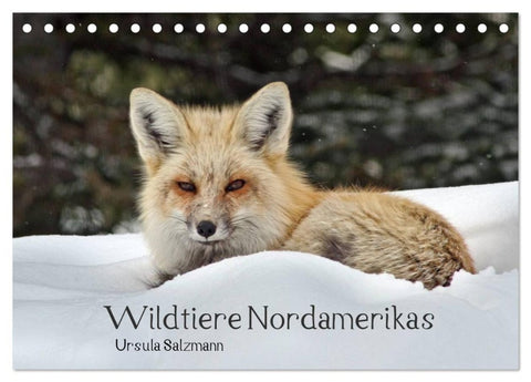 Wildtiere Nordamerikas (Tischkalender 2027 DIN A5 quer), CALVENDO Monatskalender