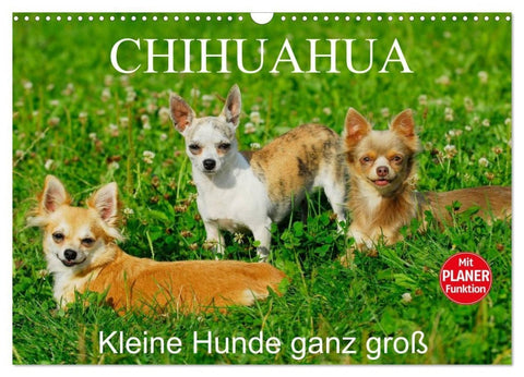 Chihuahua - Kleine Hunde ganz groß (Wandkalender 2027 DIN A3 quer), CALVENDO Monatskalender