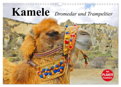 Kamele. Dromedar und Trampeltier (Wandkalender 2026 DIN A3 quer), CALVENDO Monatskalender