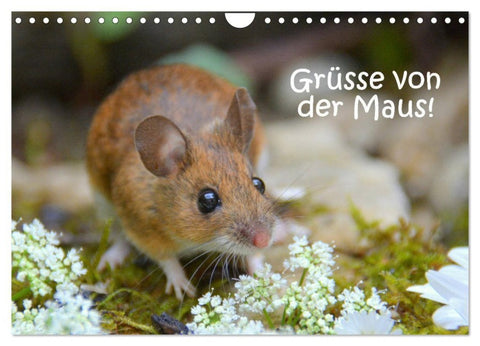 Grüsse von der Maus! (Wandkalender 2027 DIN A4 quer), CALVENDO Monatskalender